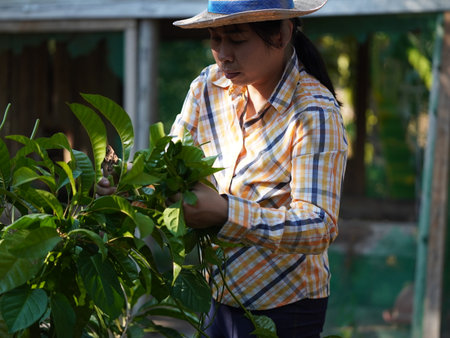 Asian adult woman working outdoors in summer garden.の写真素材