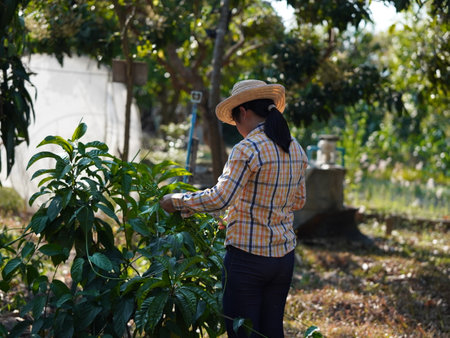 Asian adult woman working outdoors in summer garden.の写真素材