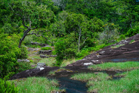 Beautiful scene of tropical trees and plants in the rainforest of Thailand. Nature background of a rainforestの写真素材