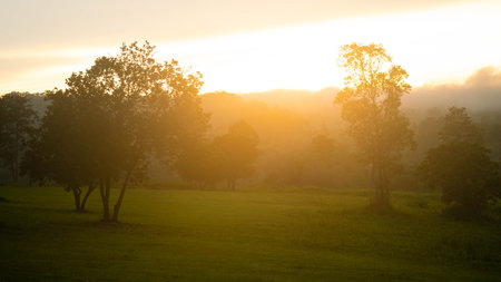 Beautiful sunset scene of trees and green fields in a national park.の写真素材