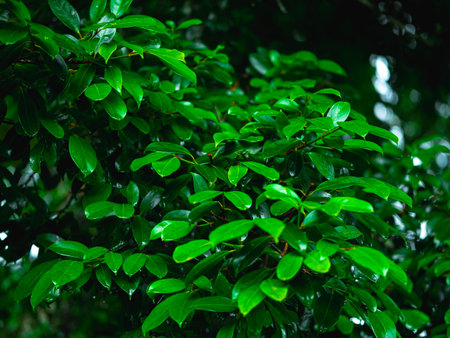 Green leaves with water drops on tropical rainforest background. Splashing water drops on green leaves. Wet green leaves on dark forest background.の写真素材