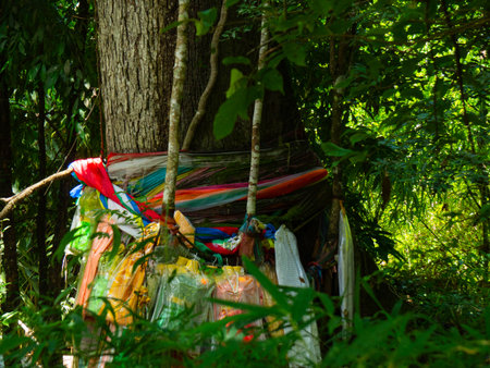 Colorful cloth wrapped around a big tree in the forest. Seven-colored cloth tied to a tree for Thai beliefs. Thai religious concepts.の写真素材
