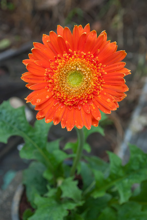 Orange gerberaの写真素材