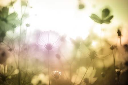 cosmos flowers in the pastel color tone  for backgroundの写真素材