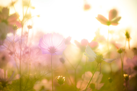 cosmos flowers in the pastel color toneの写真素材