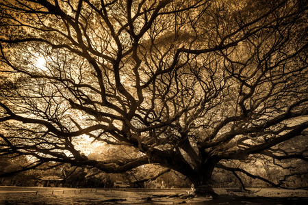 Over 100 year old big Rain Tree (Samanea saman)の写真素材