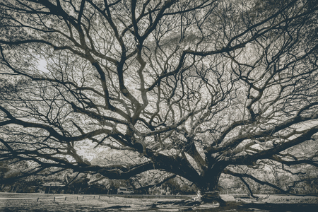 Over 100 year old big Rain Tree (Samanea saman)の写真素材