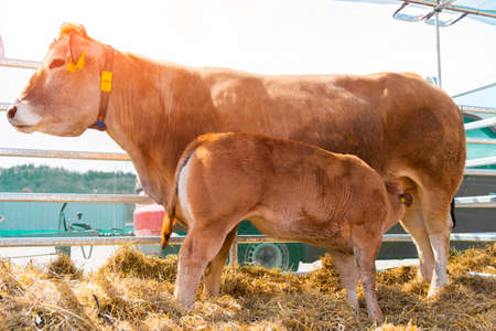 A brown mother of the cow feeds the calf in the corral. Cows in the paddock with tags on the ears eat hay and rest close up view. Cow Milk Farm.の写真素材