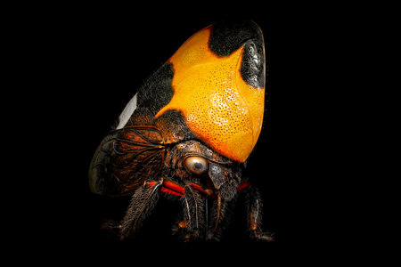Phyllotropis Cicadomorpha Treehopper. Macro photography of an insect isolated on black background.の写真素材
