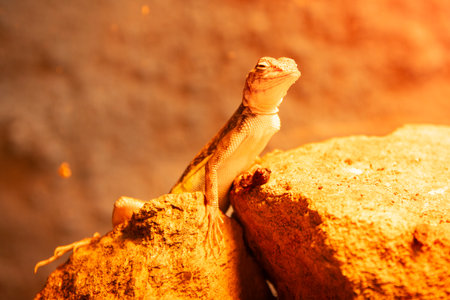 Funny lizard with a smile face on a stone at hot sunny day. A happy lizardの写真素材