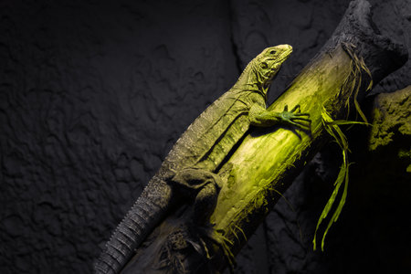 Lizard on a branch basks in the heat spot. Green reptile on a dark backgroundの写真素材