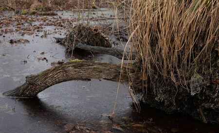 An old inanimate tree branch froze in a puddle.の写真素材