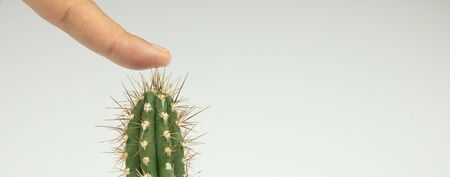 The finger of a human hand presses on the thorns of a cactus.Close-up, white background.の写真素材
