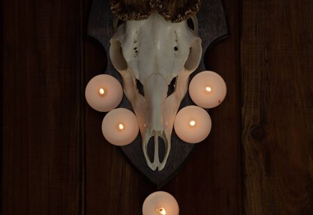gloomy background, skull of European roe deer on a wooden background, candles are burningの写真素材