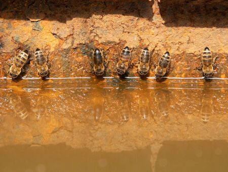 bees drink water on a hot sunny day, horizontal photoの写真素材
