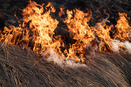 arson of dry spring grass, top view, smoke and fire - close-up. environmental impactの写真素材