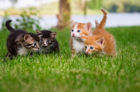Four little kittens playing in garden togetherの写真素材