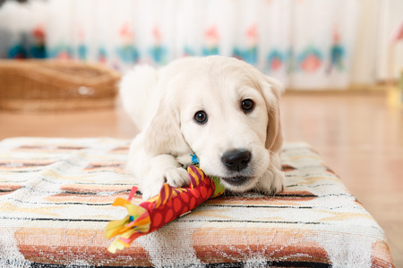 labrador retriever puppy playing with toy at room