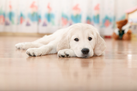 Portrait of labrador retriever puppy lying on the flour at roomの写真素材
