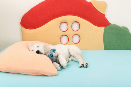 labrador retriever puppy sleeping with toy on the bedの写真素材