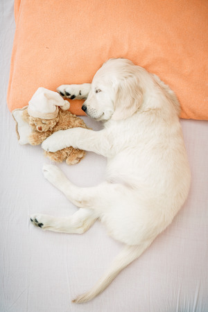 golden retriever puppy sleeping with toy on the bedの写真素材