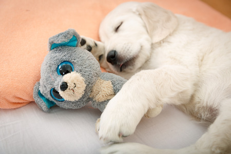 golden retriever puppy sleeping with toy on the bedの写真素材