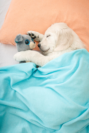 golden retriever puppy sleeping with toy on the bedの写真素材