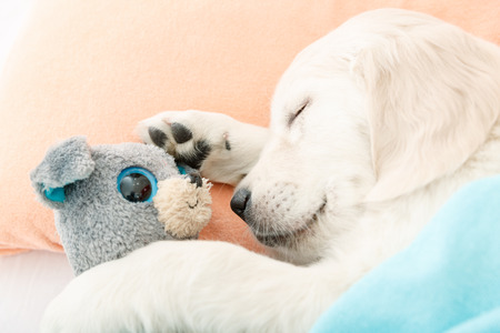 golden retriever puppy sleeping with toy on the bedの写真素材