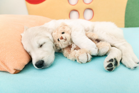 golden retriever puppy sleeping with toy on the bedの写真素材