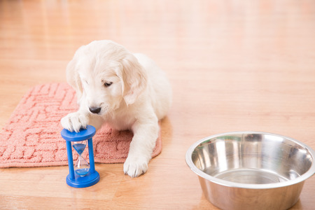 training of golden retriever puppy watching at the hourglassの写真素材
