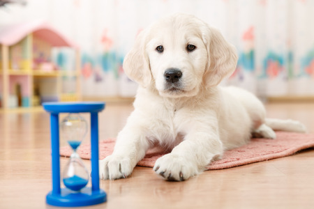 training of golden retriever puppy watching at the hourglassの写真素材