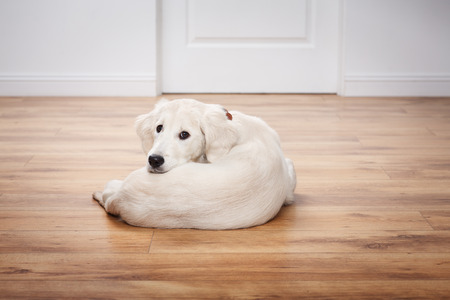 Portrait of golden retriever puppy sitting on the flour at roomの写真素材