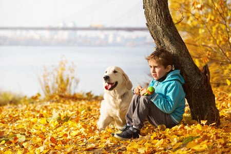 Little boy playing with a golden retriever in autumn parkの写真素材