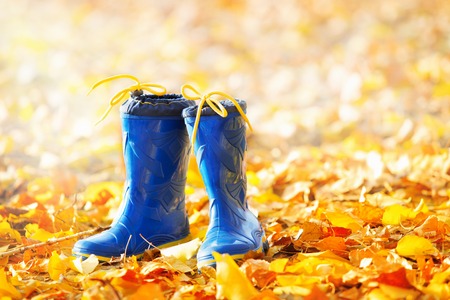 bright blue rubber boots on the autumn leaves backgroundの写真素材