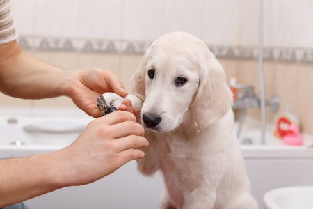 Man owner is making manicure of retriever puppy after shower