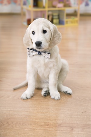 Portrait of golden retriever puppy sitting on the flour at roomの写真素材