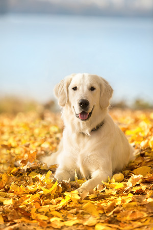 Autumn portrait of golden retriever junior lying in yellow leavesの写真素材