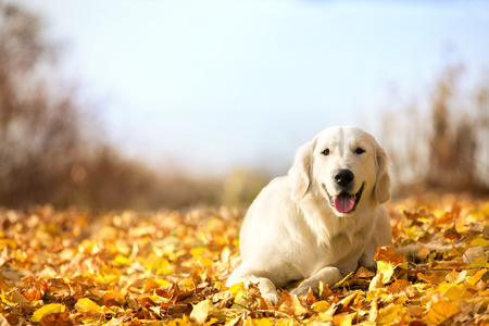 Autumn portrait of golden retriever junior lying in yellow leaves