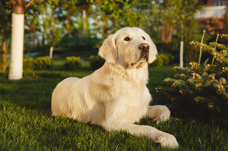 Portrait of a beautiful Golden Retriever dog. Concept beauty, softness, pedigree.