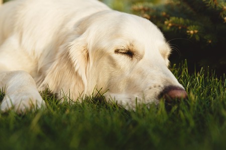 Portrait of a beautiful Golden Retriever dog. Concept beauty, softness, pedigree.の写真素材