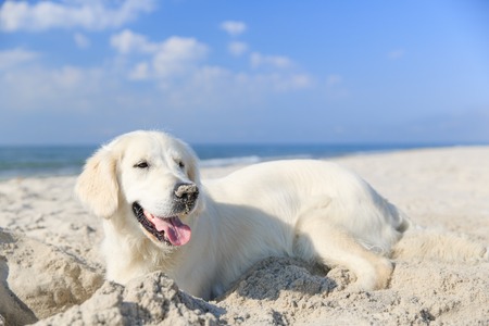 Golden retriever on the beachの写真素材