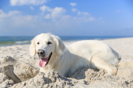 Golden retriever on the beachの写真素材