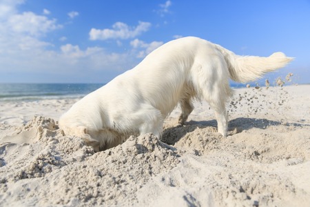 Golden retriever on the beachの写真素材