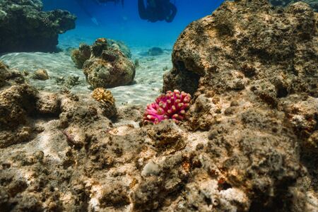 Underwater coral reef landscape background in the deep blue sea with colorful fish and marine life