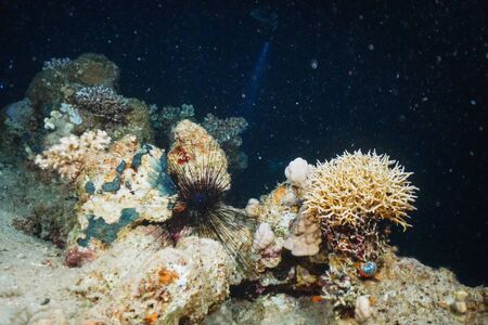 Underwater coral reef landscape background in the deep blue sea with colorful fish and marine lifeの写真素材
