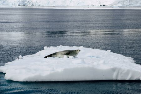 Leopard seal resting on the iceberg in Antarctica. Travel among the Antarctic ices. Global warming on the planet and climate changes.の写真素材