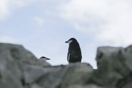 Adelie penguin on small ice berg in Antarcticaの写真素材
