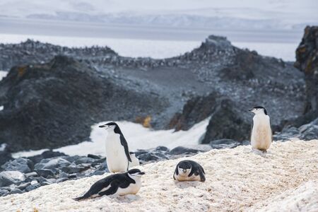 Two Gentoo Penguins, Pygoscelis Papua in love in Antarctica