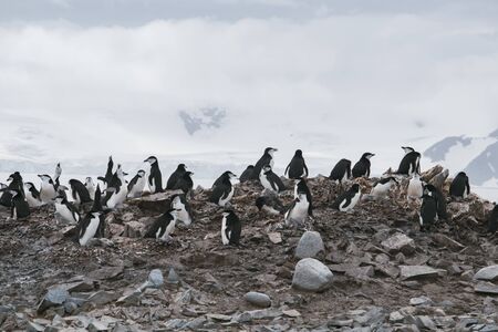 Antarctica, group of Adelie Penguins. Nature and landscapes of Antarcticの写真素材