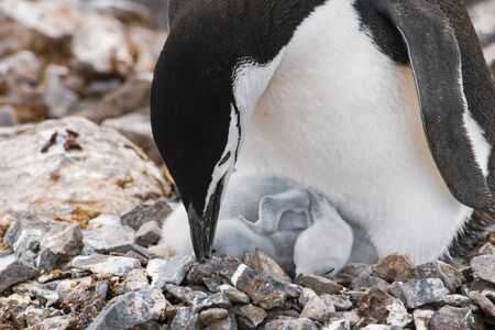 Gentoo penguin with egg and newly hatched chick, Antarctica
